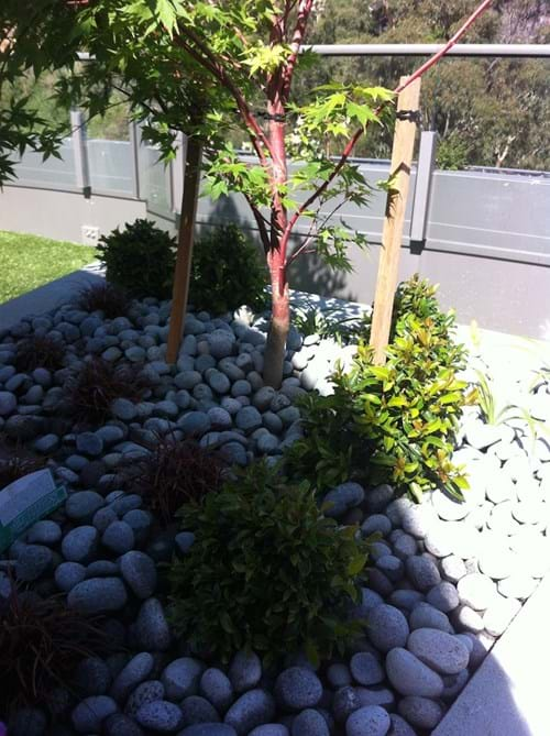 Abbotsford Ficus planters