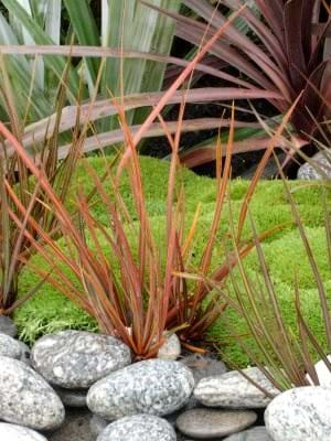 libertia taupo blaze