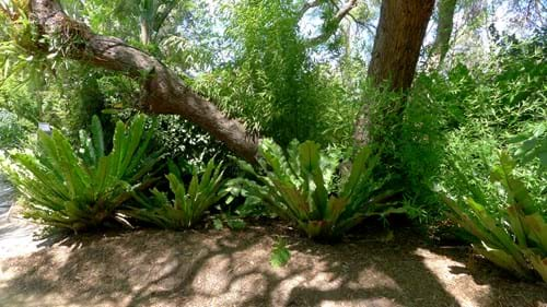 Asplenium australasicum