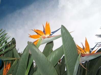 Strelitzia reginae